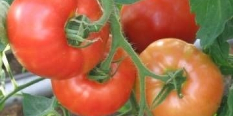 Porodični paradajz: recenzije, fotografije, produktivnost